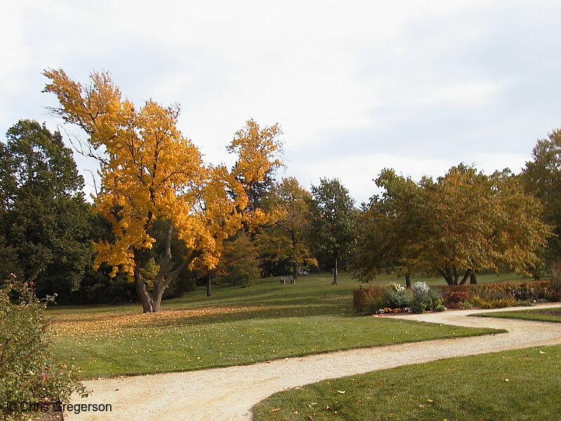 Photo of Yellow Tree in Lyndale Park(1083)