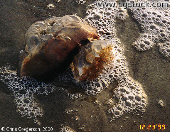Photo of Beached Jellyfish(1318)