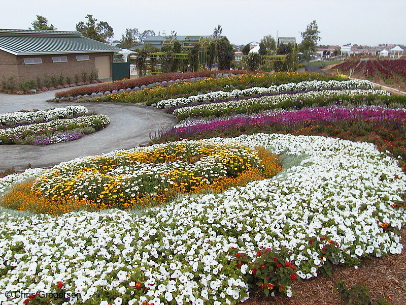 Photo of The Color Project at the Flower Fields(1441)