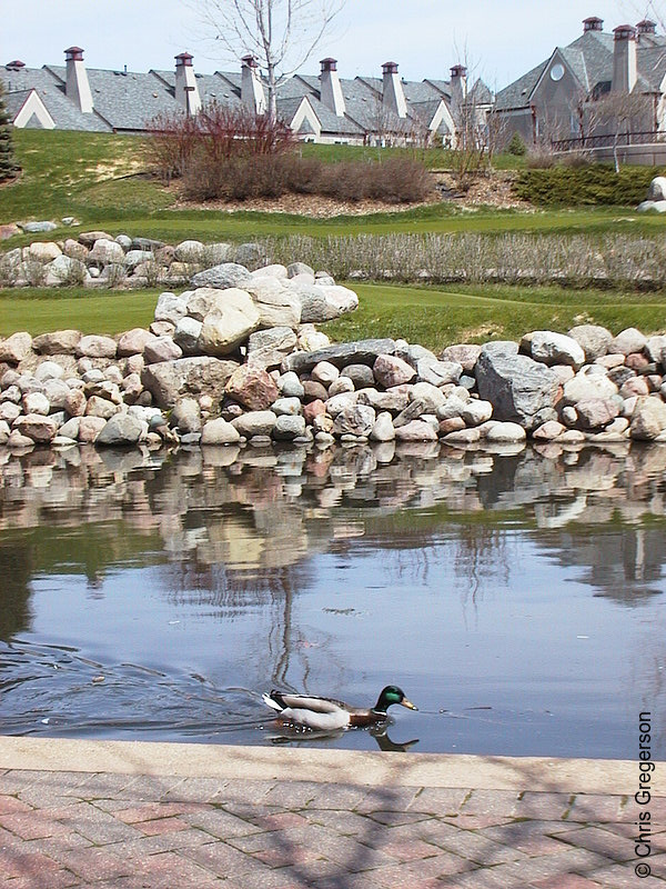 Photo of Duck at Centennial Lakes Park(1586)