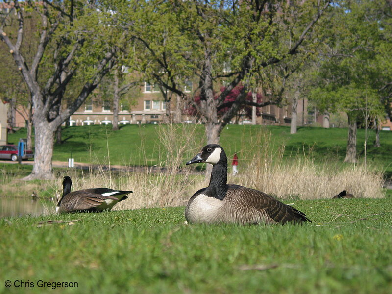 Photo of Goose in Loring Park(1759)