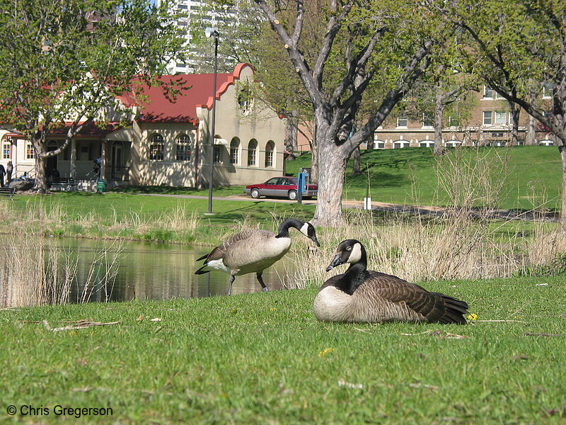 Photo of Geese in Loring Park(1995)