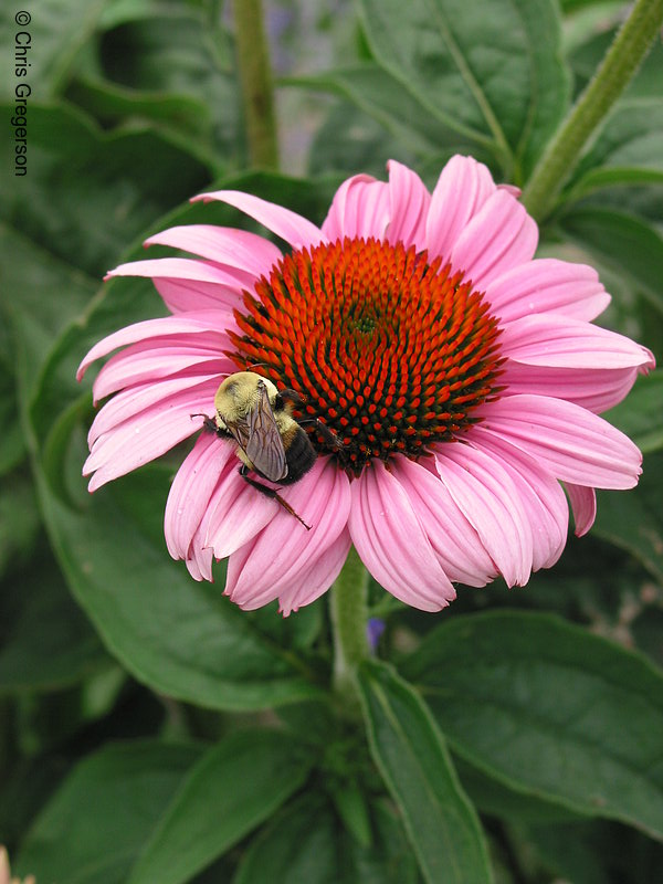 Photo of Bumblebee and Pink Flower(2171)