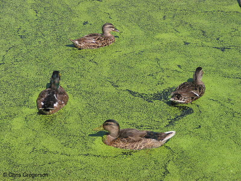 Photo of Ducks in the Calhoun Wetlands Ponds(2184)