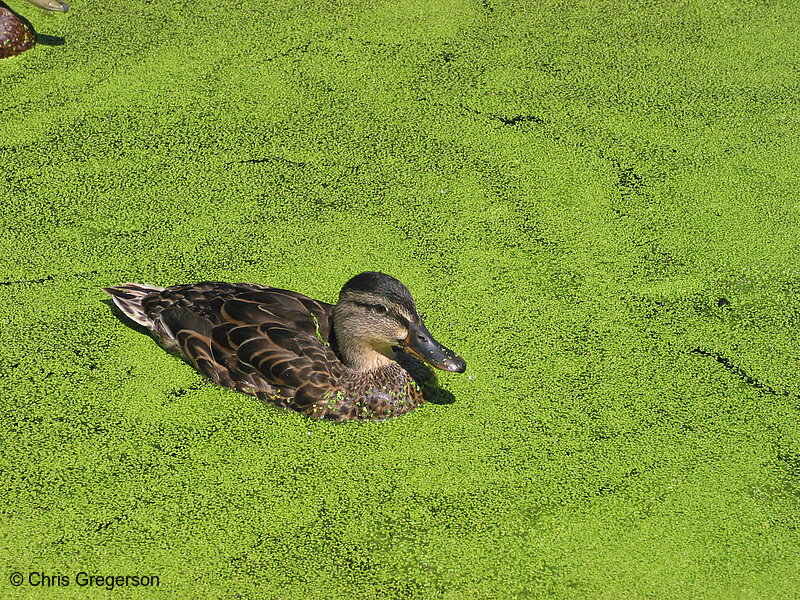 Photo of Duck in the Calhoun Settling Pond(2189)