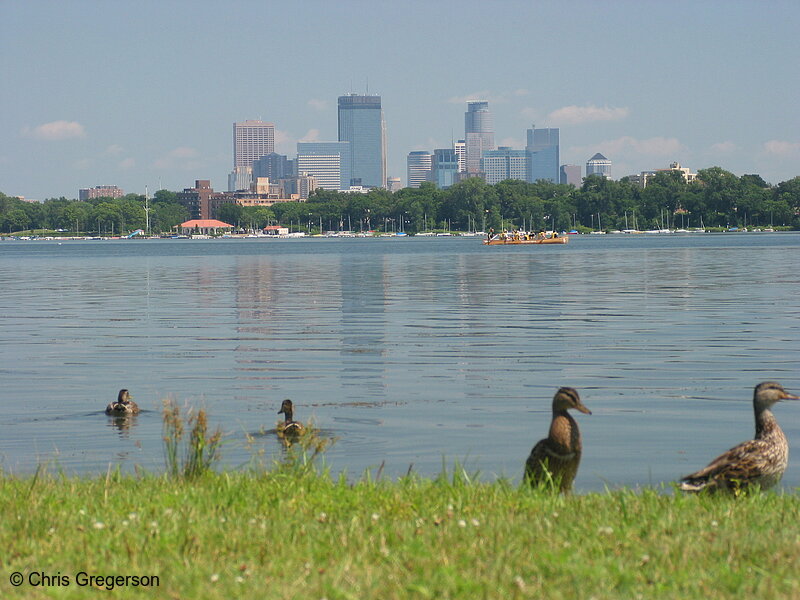 Photo of Lake Calhoun and Skyline with Ducks(2201)
