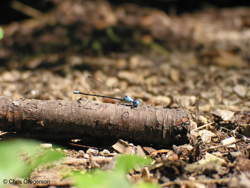 Photo of Blue Dragonfly(2216)
