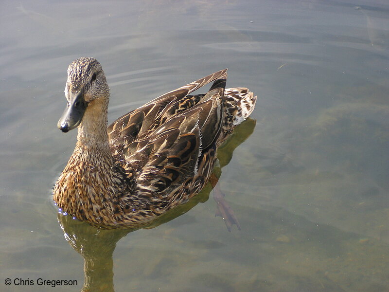 Photo of Duck on Lake Harriet(2244)