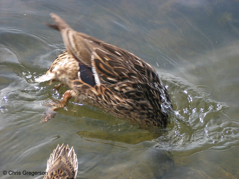 Photo of Duck Diving for Food(2245)
