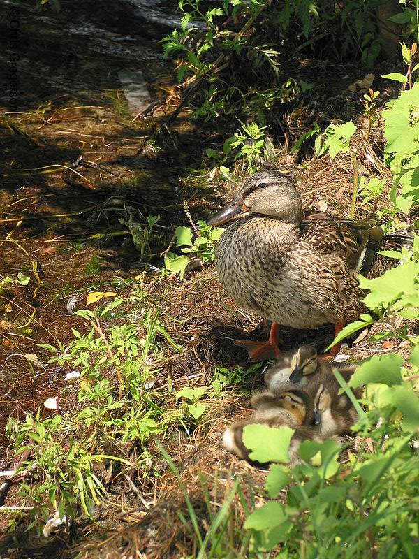 Photo of Mother Duck and Ducklings(2247)