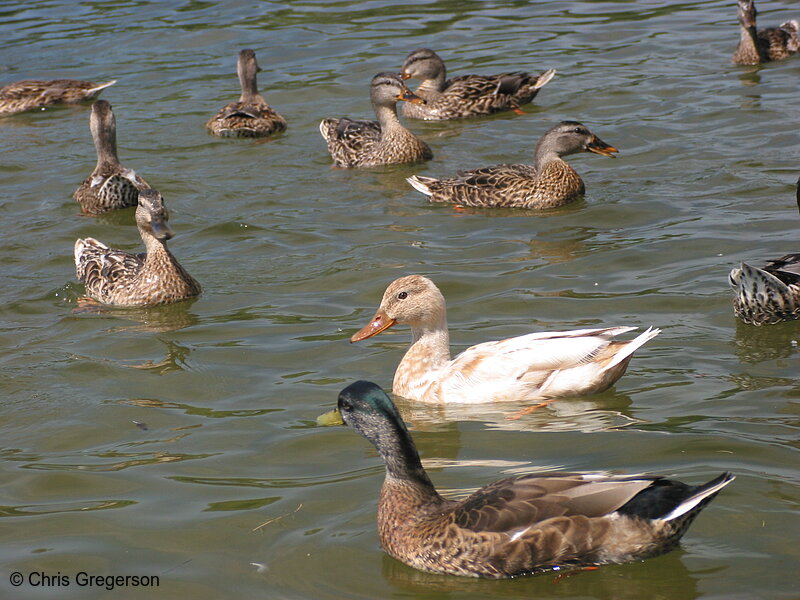 Photo of Ducks on Lake Calhoun(2254)