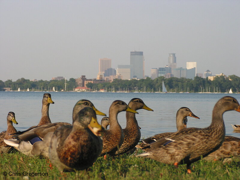 Photo of Ducks and Minneapolis Skyline(2332)