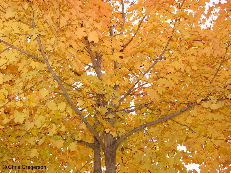 Photo of Maple Tree(2465)