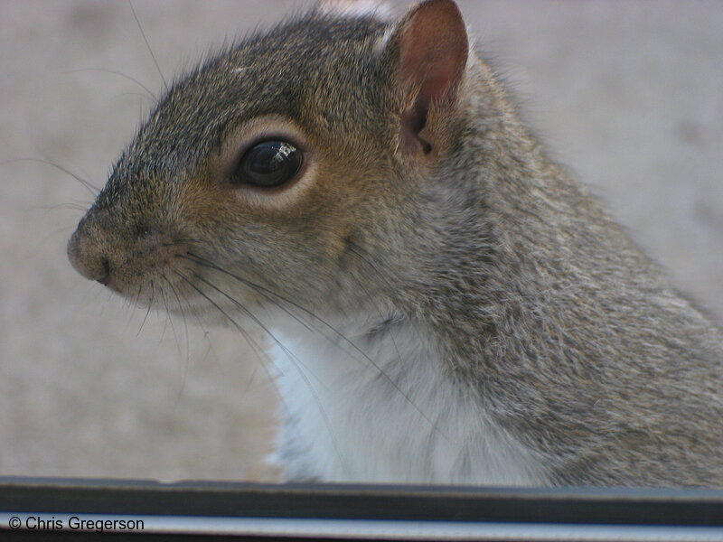 Photo of Squirrel Portrait(2513)