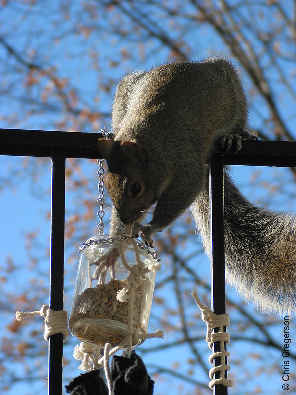 Photo of Squirrel Reaching into Feeder(2530)