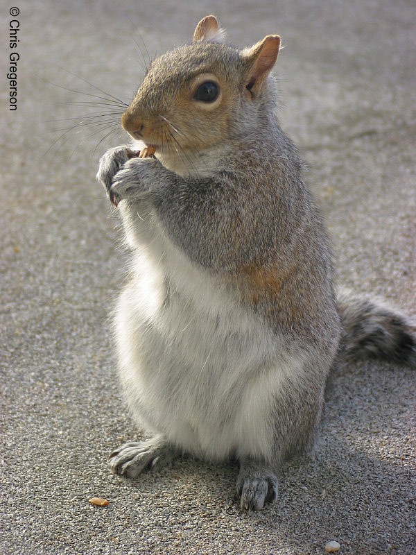 Photo of Squirrel Standing Upright and Eating(2542)