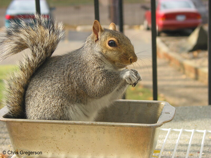 Photo of Squirrel in a Breadpan(2567)