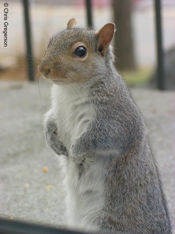 Photo of Squirrel Standing(2577)