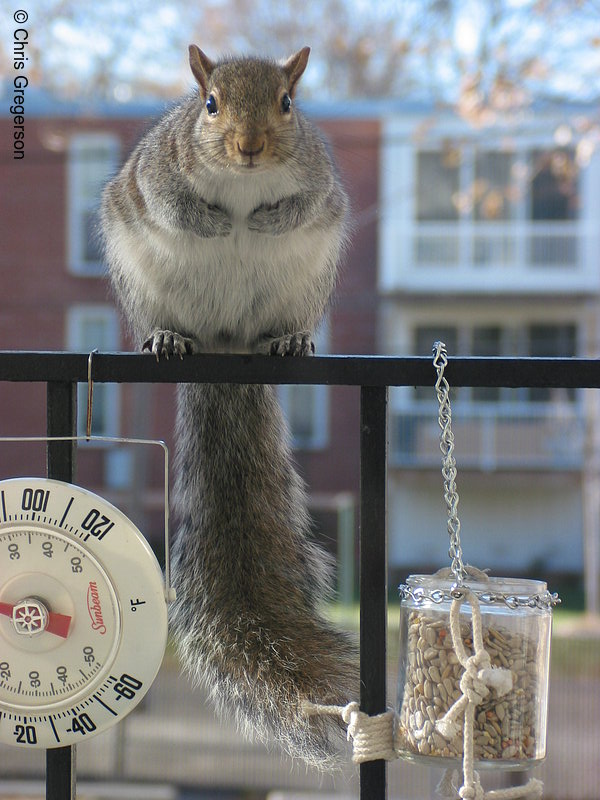 Photo of Squirrel Standing on Railing(2580)