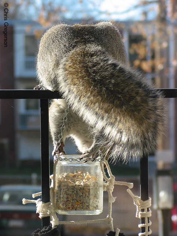 Photo of Squirrel Reaching for Food(2581)