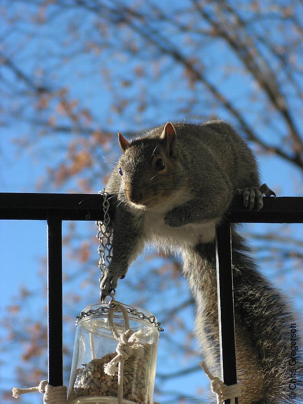 Photo of Squirrel Reaching for Food Jar(2583)