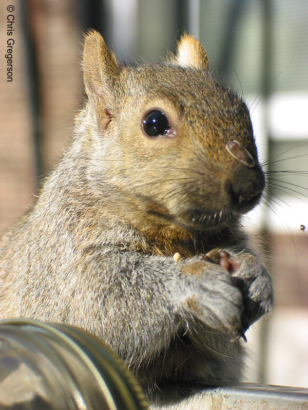Photo of Messy Squirrel(2586)