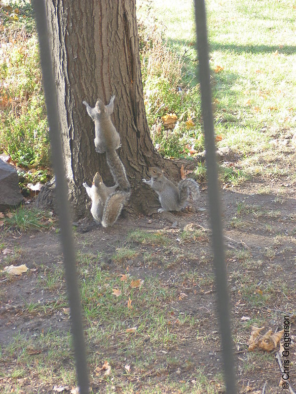 Photo of Three Squirrels Playing -- 