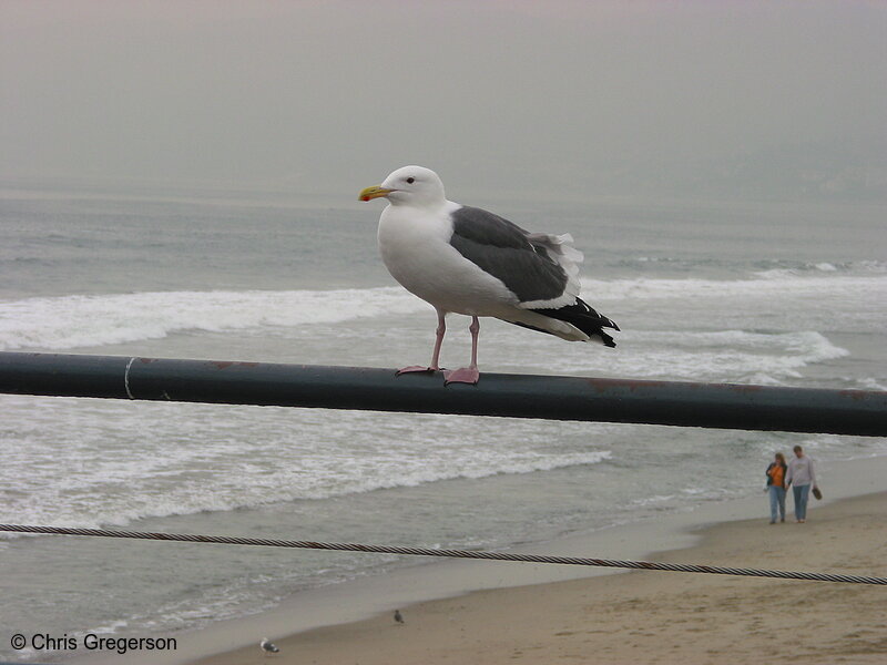 Photo of Herring Gull (aka 