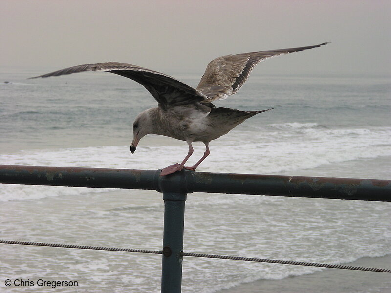 Photo of Seagull with Wings Spread(2615)