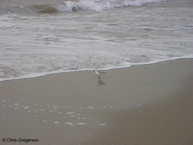 Photo of Sandpiper on Beach(2629)