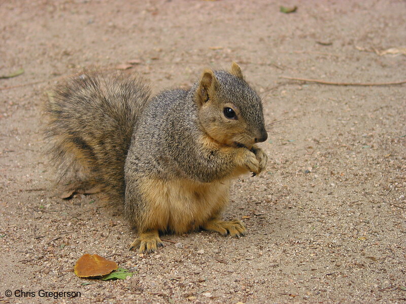Photo of Fox Squirrel Eating Cashew(2660)
