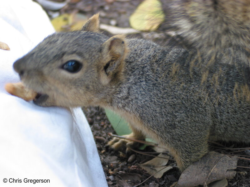 Photo of Squirrel Taking Cashew(2664)