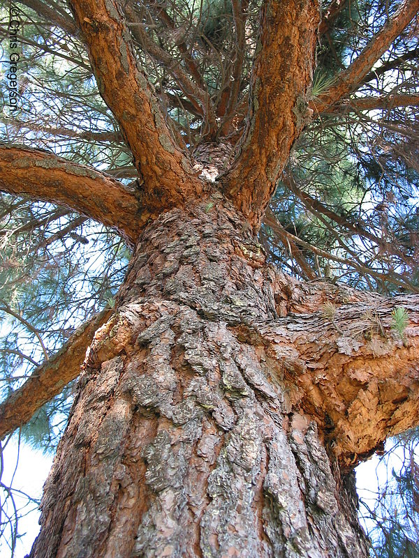 Photo of Looking Up Pine Tree(2671)