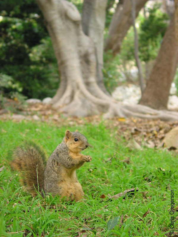 Photo of Standing Squirrel(2692)