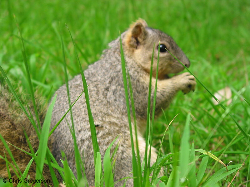 Photo of Fox Squirrel Sitting in the Grass(2698)