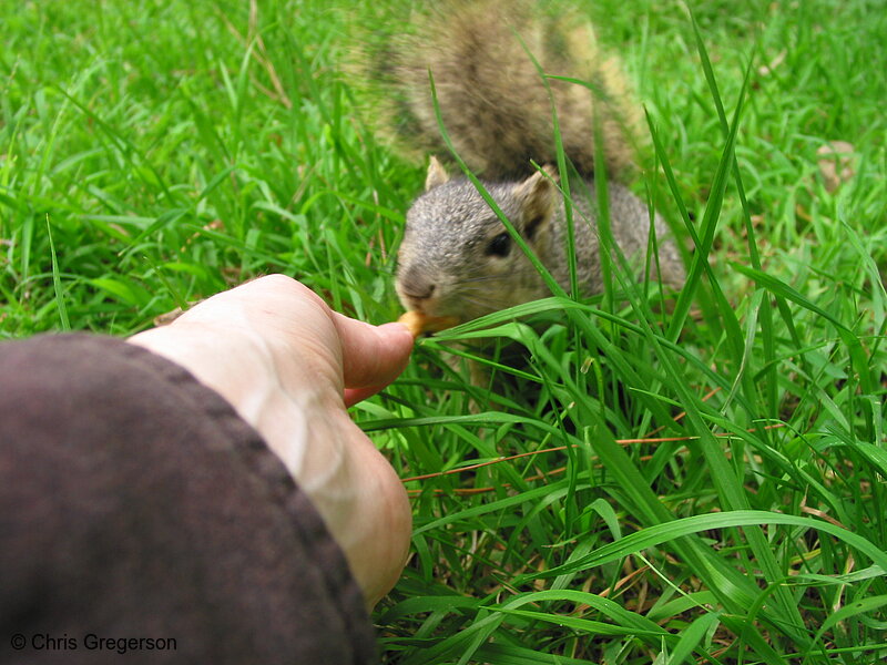 Photo of Squirrel Taking a Nut(2699)