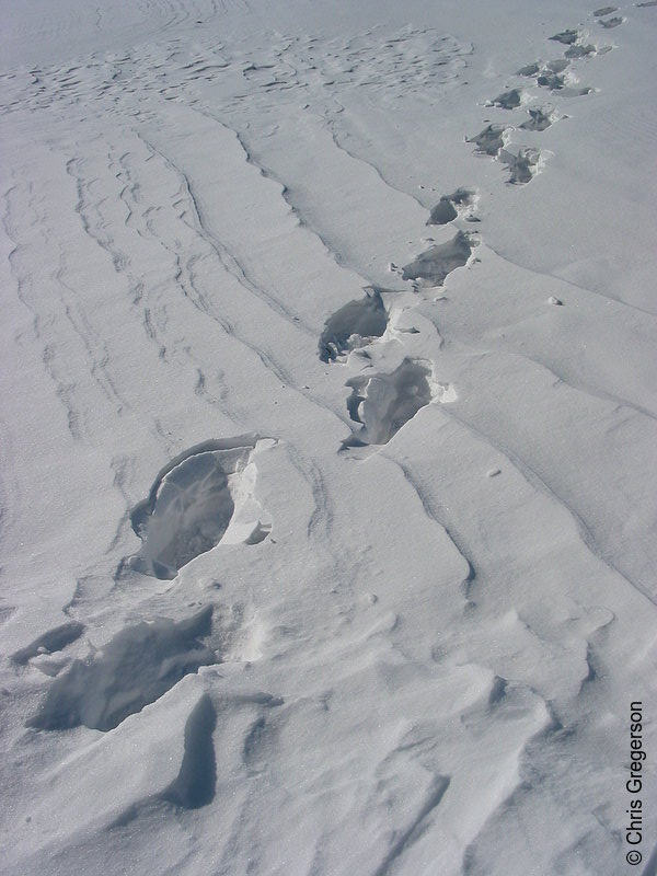 Photo of Footprints in Drifting Snow(2724)