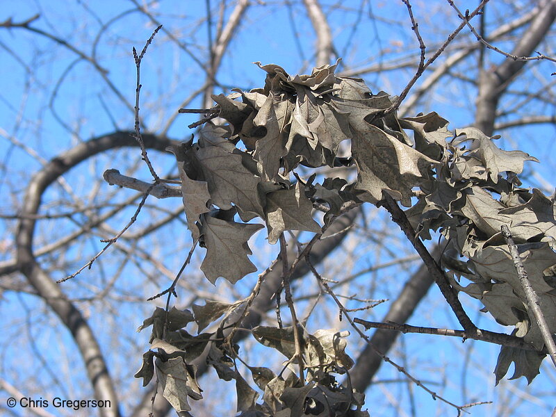 Photo of Dead Leaves in Winter(2727)