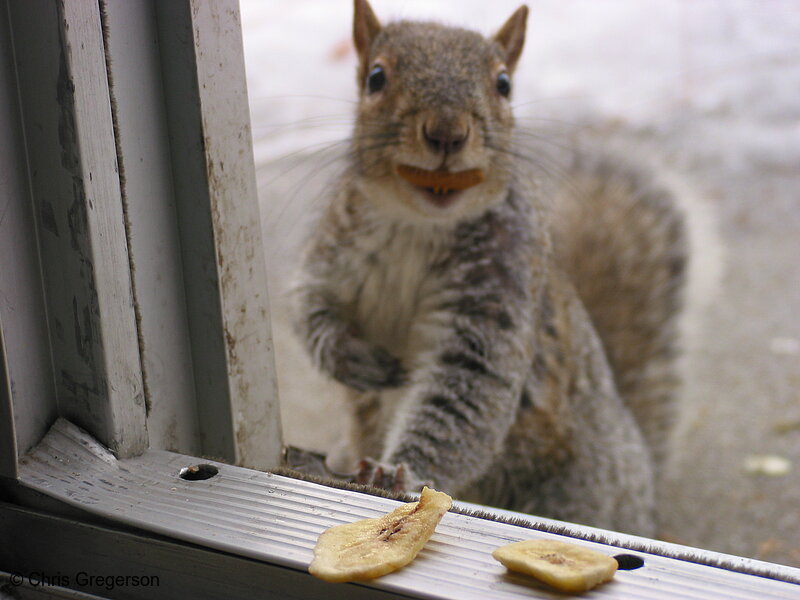 Photo of Squirrel with an Almond(2739)