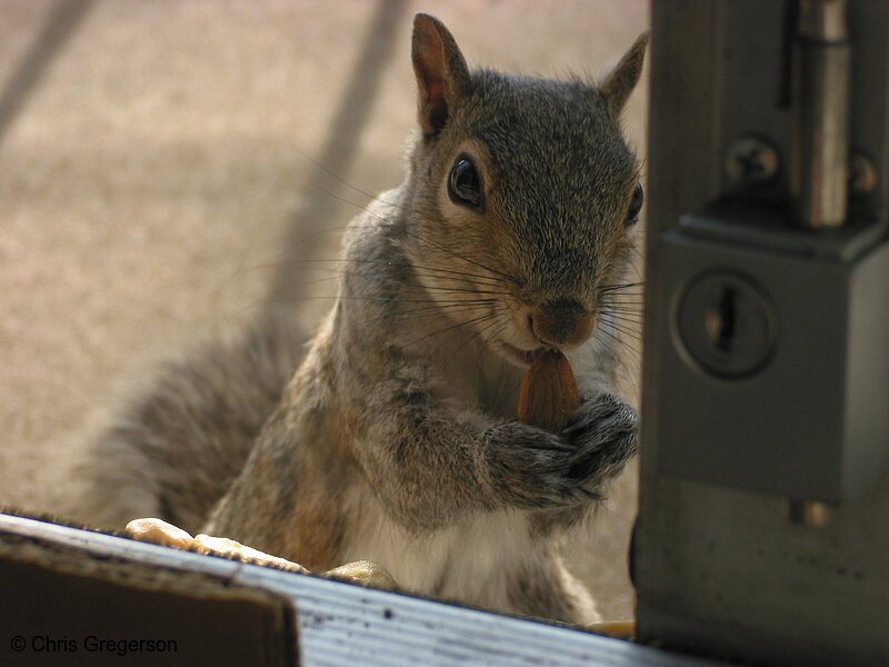 Photo of Squirrel Holding an Almond(2784)