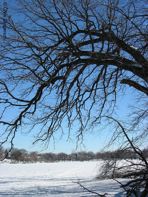 Photo of Tree Branches in Winter at Lake of the Isles(2829)