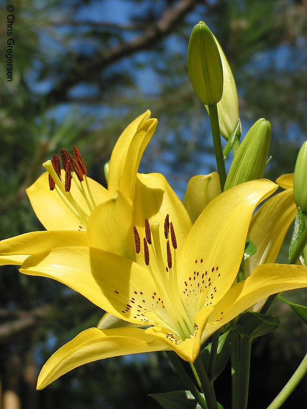 Photo of Yellow Lily Flower(2847)