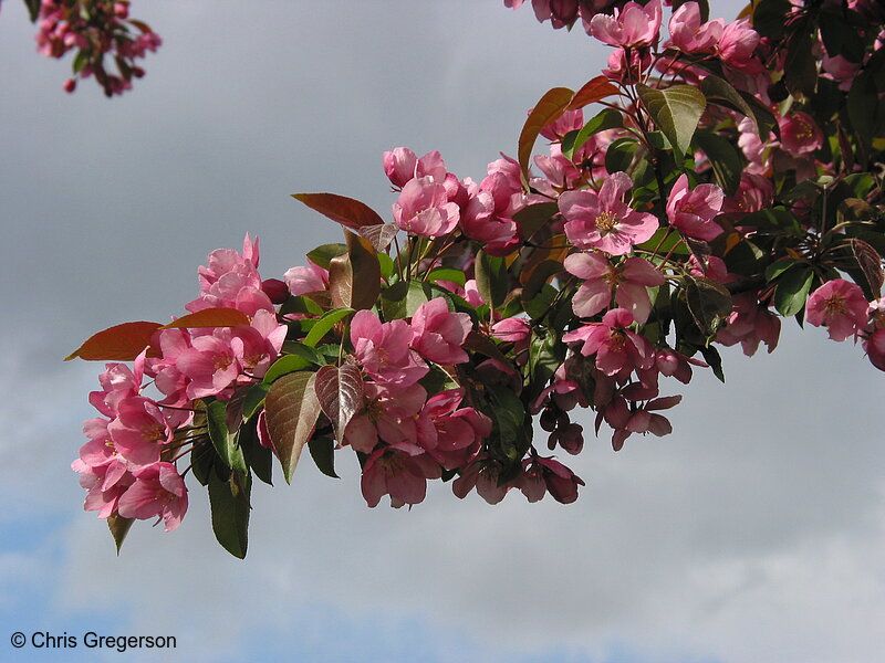 Photo of Flowering Tree Branch(2867)