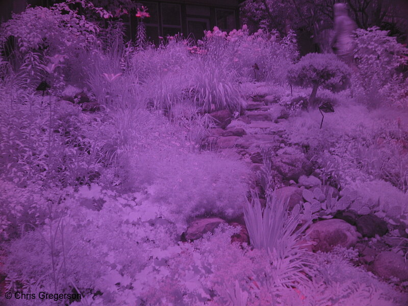 Photo of Colorized Infrared Garden(2870)