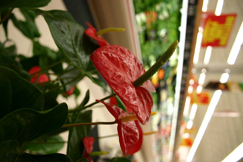 Photo of Grocery Store Flower (Anthurium)(2893)