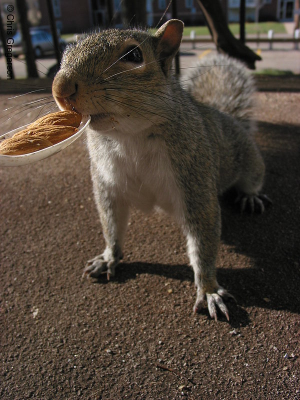 Photo of Squirrel Reaching for Food(2923)
