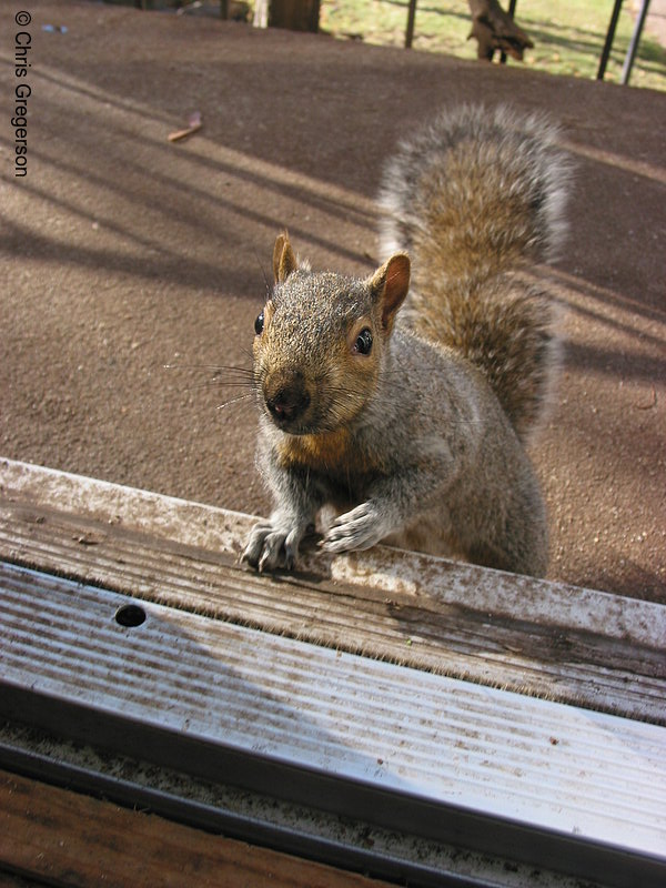 Photo of Squirrel Visitor(2924)