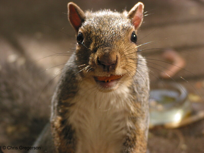 Photo of Squirrel With Almond in Mouth(2935)
