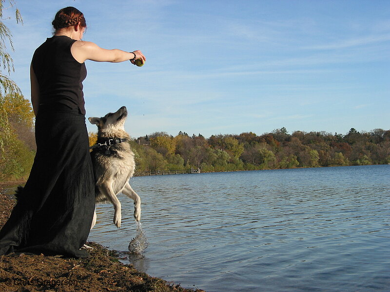 Photo of Dog Playing Fetch at Lake Harriet(2939)
