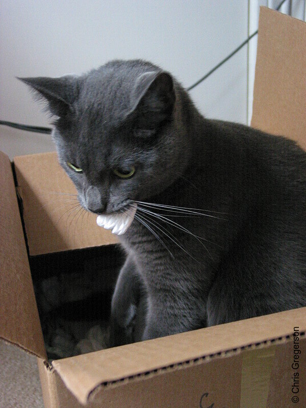 Photo of Cat Playing in a Carboard Box(2963)